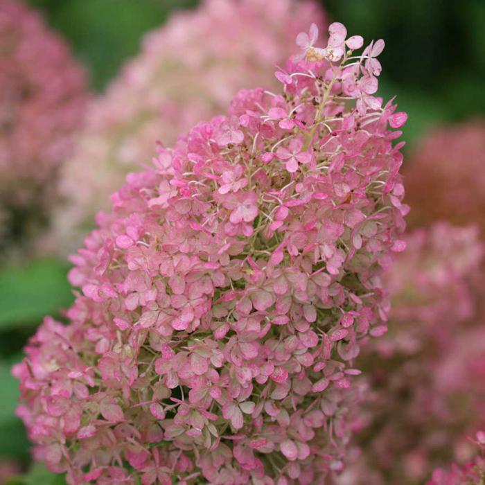 planting hydrangea paniculata bobo