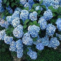 sininen hortensia