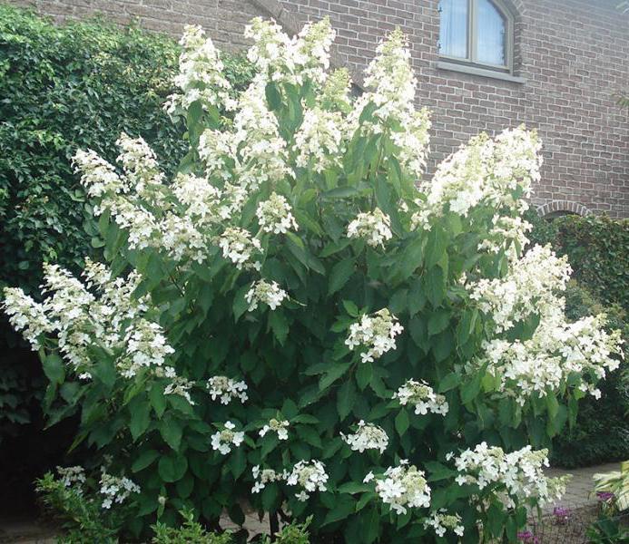 hortenzia paniculata levana