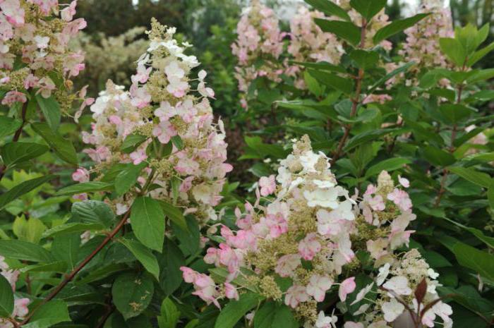 descripción del diamante rosado de la hortensia