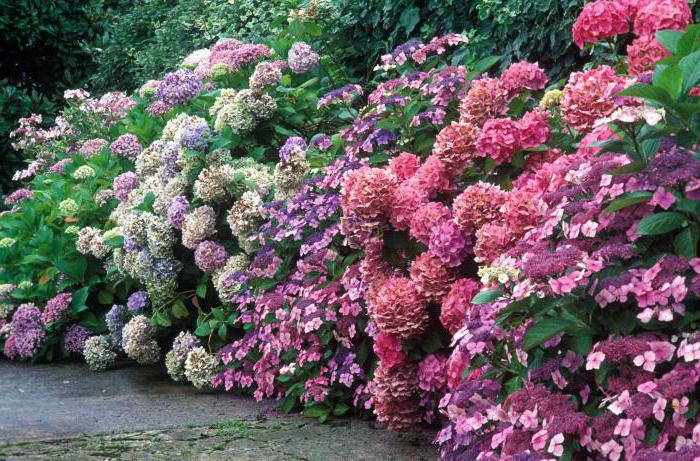 hortensia rosa dame