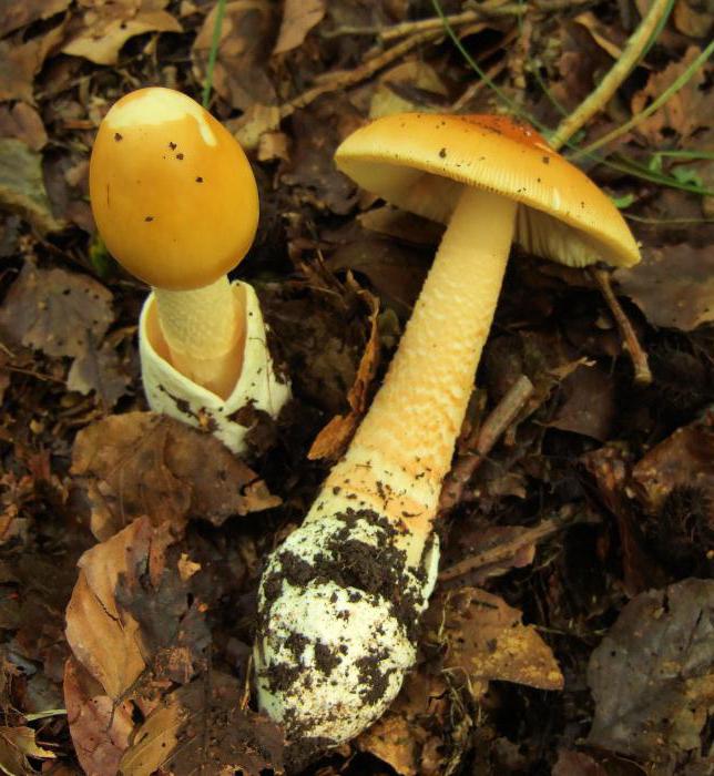 gurkalice gljiva fotografija i opis