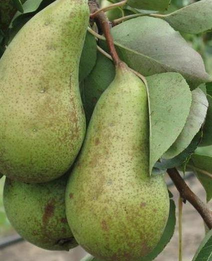 pear cure photo description