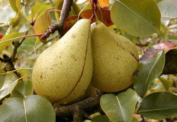 how to store pears cure