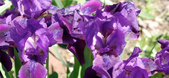 Iris baard planten en verzorgen