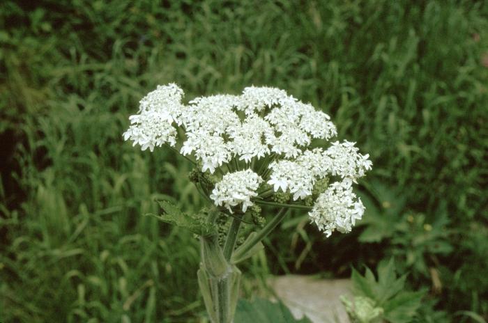 come sbarazzarsi di hogweed