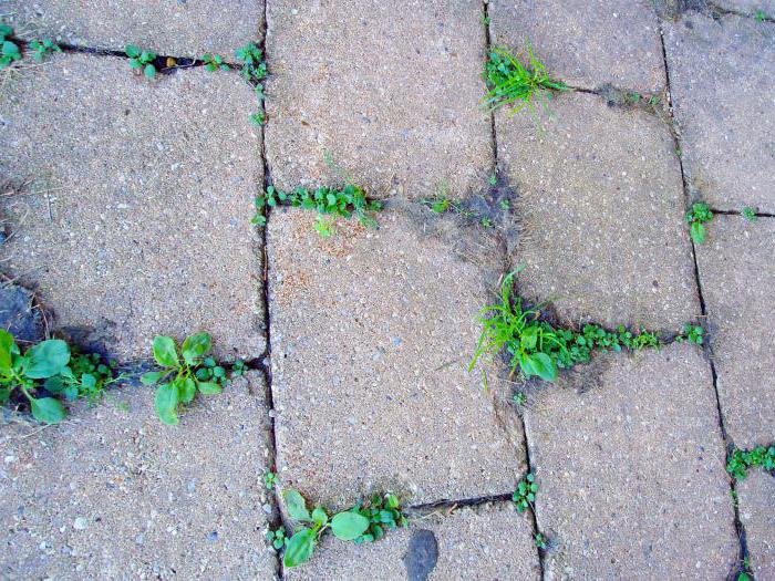 comment se débarrasser de l'herbe entre les dalles de pavage