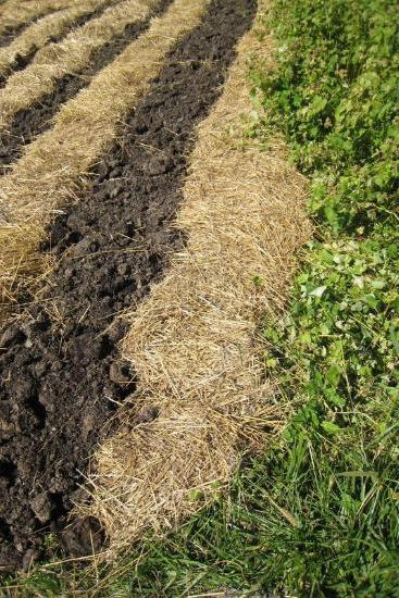 plantering morötter på vintern