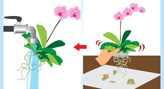 Waar de orchidee te verplanten