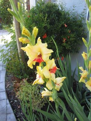 preparing gladioli for planting