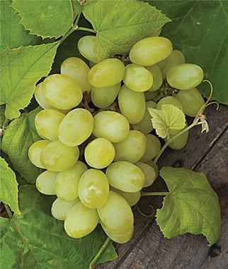 hogyan készítsünk szőlőt ősszel