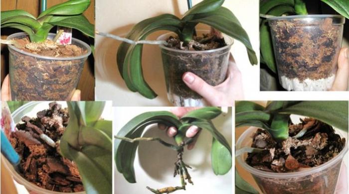 kako pravilno presaditi orhideju
