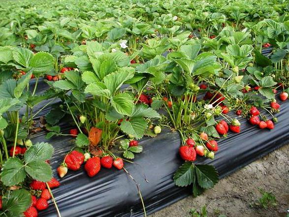 Dónde plantar fresas