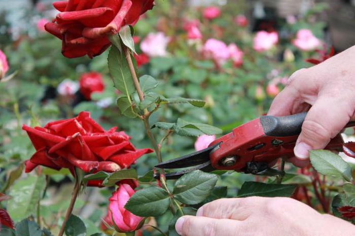 как да се удължи живота на розите