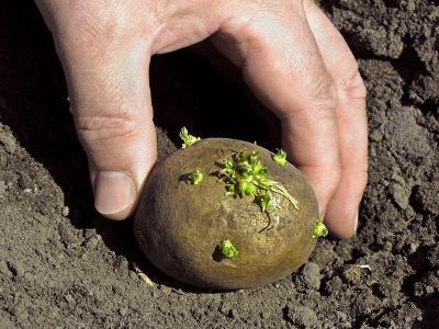 comment faire germer les pommes de terre avant de les planter