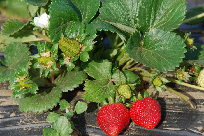 how to plant strawberry seedlings