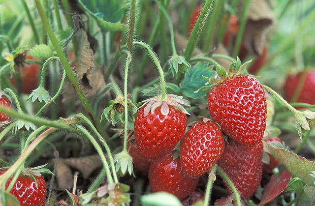 how best to plant strawberries