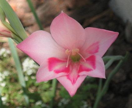 uzgoj gladiola