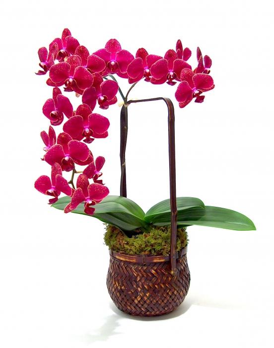jak růst orchideje