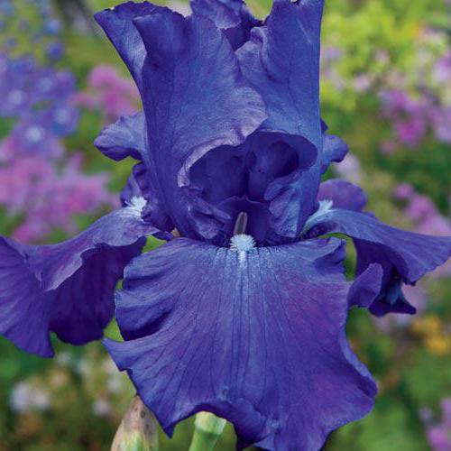 iris bleus