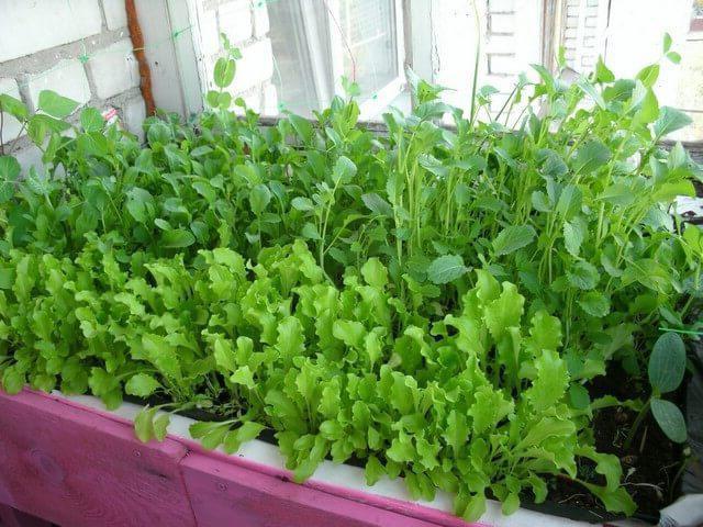 cum să crești rucola acasă pe un pervaz