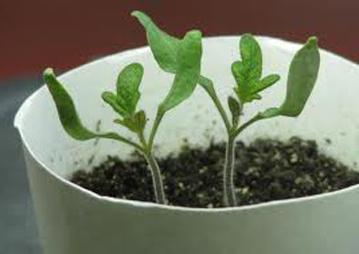 How to Plant Seedlings