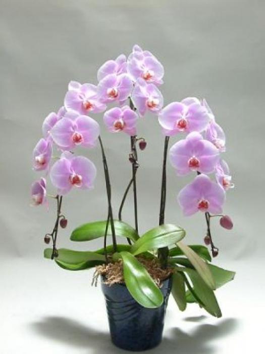 jak udělat květ orchidej