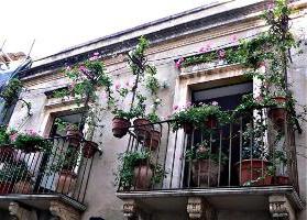 flori pentru balcon