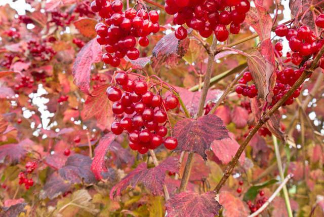 Viburnum koks vai krūms