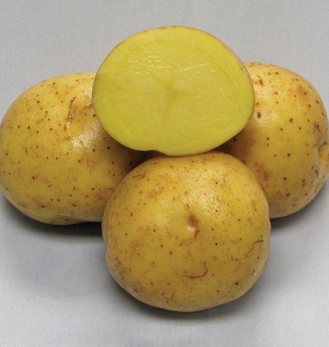 variedade de batata "Colombo"
