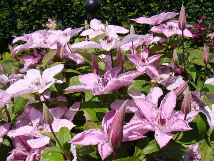 Clematis Hegley Hybrid