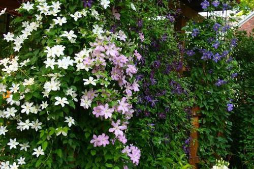 Clematis Hegley Hybrid recensioni