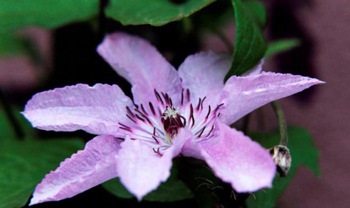 Descrizione Clematis Hegley Hybrid