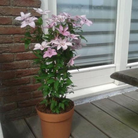 Clematis Hagley Hybrid Recensioni di Hegley Hybrid 