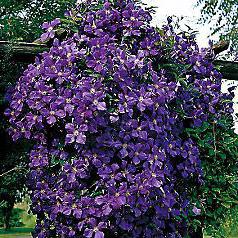 clematis jacman