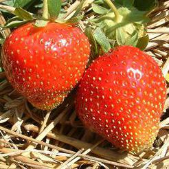  स्ट्रॉबेरी बोगोटा किस्म का वर्णन