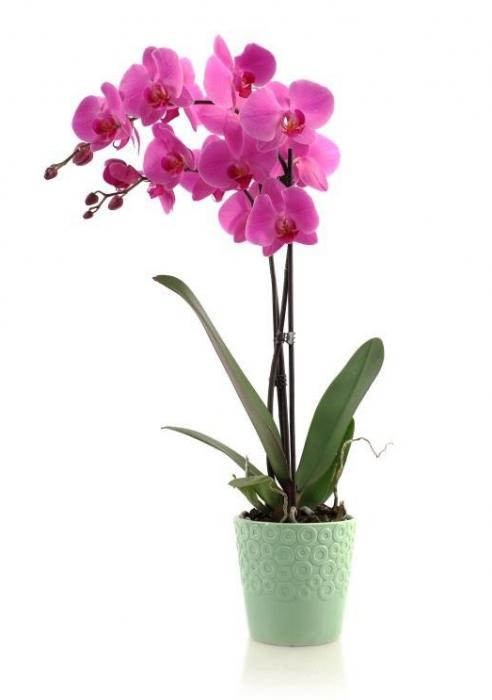 parassiti dell'orchidea