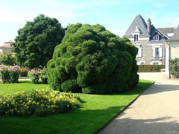 Cryptomeria Japanese Care