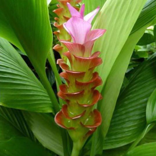 curcuma lunga