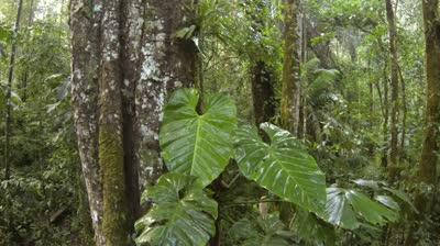 Philodendron 사진 관리