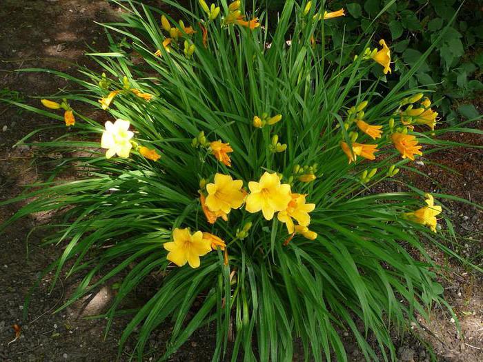 daylily stella de oro