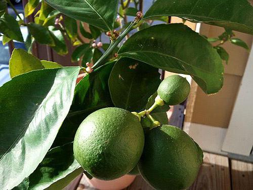 lemon tree care at home