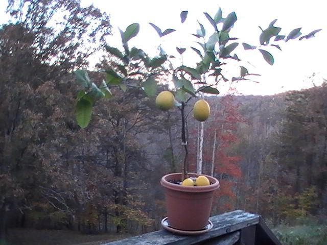 lemon tree home care breeding