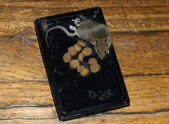 चूहों के लिए गोंद जाल