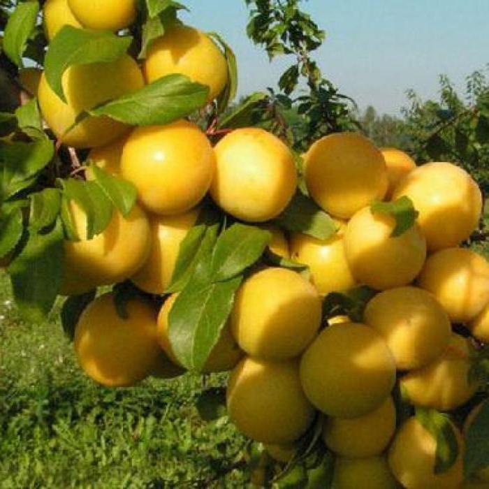 le migliori varietà di prugna gialla per la regione di Mosca sono autofertili