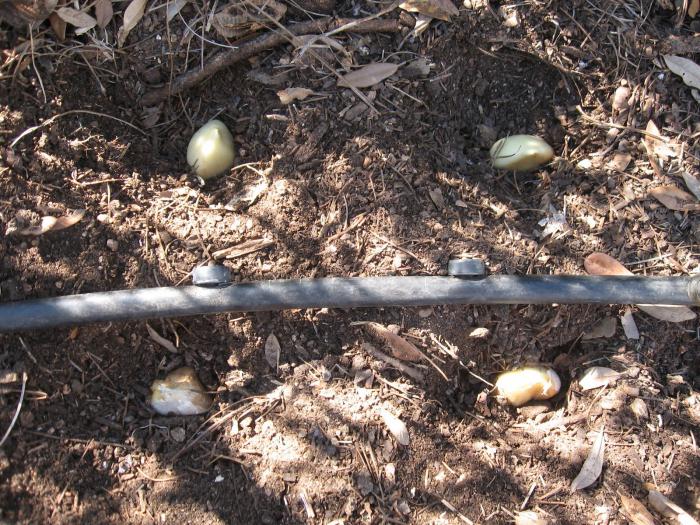  knoflook planten in herfstmeststoffen