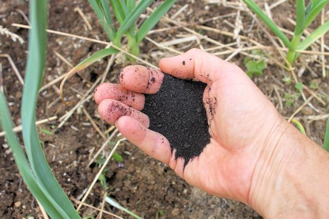 knoflook planten in herfstplantdata