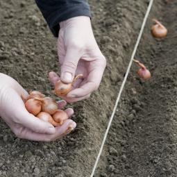 cebolla Hércules: descripción de la variedad, foto