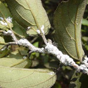 mealybug על צמחים מקורה איך להילחם