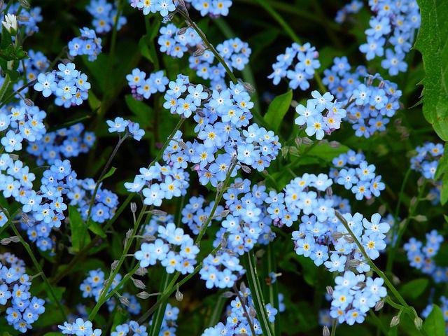 Cultivo de jardins para esquecê-los